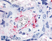 Anti-FLT1 / VEGFR1 Antibody (N-Terminus) IHC-plus LS-A9405