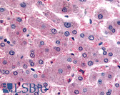 Anti-DPP9 Antibody (N-Terminus) IHC-plus LS-A8307