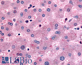 Anti-DPP9 Antibody (Internal) IHC-plus LS-A8311