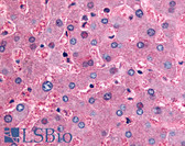 Anti-DPP9 Antibody (Internal) IHC-plus LS-A8312