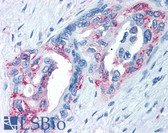 Anti-TRPM8 Antibody (Internal) IHC-plus LS-A8099