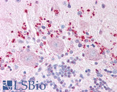 Anti-WNT7A Antibody (Internal) IHC-plus LS-A9467