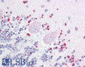 Anti-WNT7A Antibody (Internal) IHC-plus LS-A9468