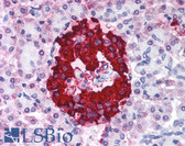 Anti-Insulin Antibody (clone 2D11.H5) IHC-plus LS-B1445