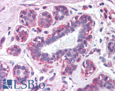 Anti-Leptin Antibody IHC-plus LS-B1459