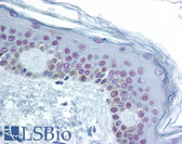 Anti-CREB1 / CREB Antibody (Ser133) IHC-plus LS-B1468