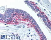 Anti-HDAC4 Antibody (Ser632) IHC-plus LS-B1476