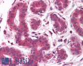 Anti-EGLN2 / PHD1 Antibody (aa58-107) IHC-plus LS-B1524
