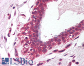 Anti-PEA3 / ETV4 Antibody (aa181-230) IHC-plus LS-B1527