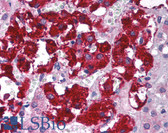 Anti-GNB2L1 / RACK1 Antibody (C-Terminus) IHC-plus LS-B1534