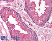 Anti-PSMA1 Antibody (aa170-219) IHC-plus LS-B1558