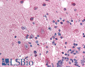 Anti-SOX3 Antibody (aa80-129) IHC-plus LS-B1569