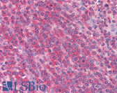 Anti-IL1A Antibody IHC-plus LS-B1581