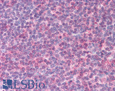 Anti-IL6 Antibody (clone 6D9A1,6C12B1) IHC-plus LS-B1582