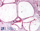 Anti-CAV3 / Caveolin 3 Antibody (aa19-41) IHC-plus LS-B1589