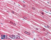 Anti-EAF2 / U19 Antibody (aa5-16) IHC-plus LS-B1593