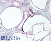 Anti-FABP4 / AP2 Antibody (aa103-118) IHC-plus LS-B1595