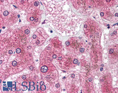 Anti-HSD11B1 / HSD11B Antibody (aa77-92) IHC-plus LS-B1597