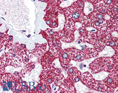 Anti-LIPG / Endothelial Lipase Antibody (aa19-32) IHC-plus LS-B1599