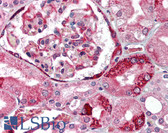 Anti-PPARA / PPAR Alpha Antibody (aa22-36) IHC-plus LS-B1604
