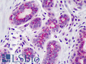 Anti-PPARD / PPAR Delta Antibody (aa39-54) IHC-plus LS-B1605