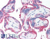 Anti-CD59 Antibody (clone 1F5) IHC-plus LS-B1619