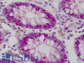 Anti-WDHD1 Antibody (C-Terminus, clone 20G10) IHC-plus LS-B1656