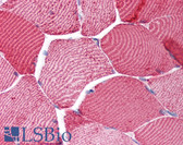 Anti-CYCS / Cytochrome c Antibody (clone 7H8.2C12) IHC-plus LS-B1682