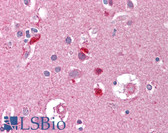 Anti-FEN1 Antibody (aa1-380, clone 4E7) IHC-plus LS-B1694