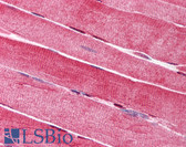 Anti-LIG1 / DNA Ligase 1 Antibody (clone 10H5) IHC-plus LS-B1698