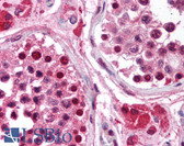 Anti-RPA3 Antibody (clone 111) IHC-plus LS-B1711