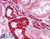 Anti-XAB2 Antibody (N-Terminus) IHC-plus LS-B1716