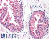 Anti-MCTS1 Antibody (aa3-14) IHC-plus LS-B1726