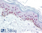 Anti-XPC Antibody (clone 3.26) IHC-plus LS-B1730