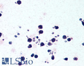 Anti-NALP3 / NLRP3 Antibody (C-Terminus) IHC-plus LS-B1766