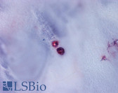 Anti-Aggrecan Antibody (C-Terminus) IHC-plus LS-A1561