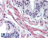 Anti-PTAR2 / FNTA Antibody (aa150-250) IHC-plus LS-B1779