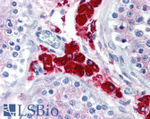 Anti-DUSP16 / MKP7 Antibody (aa600-650) IHC-plus LS-B1792