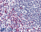 Anti-STRAP / MAWD Antibody (aa230-280) IHC-plus LS-B1803