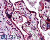 Anti-c-Maf Antibody (aa50-100) IHC-plus LS-B1809