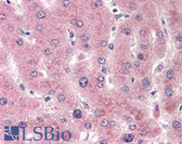 Anti-CYP2E1 Antibody (C-Terminus) IHC-plus LS-B1824