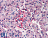 Anti-Derlin-3 / DERL3 Antibody (N-Terminus) IHC-plus LS-B1826