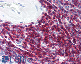 Anti-CD6 Antibody (clone MEM-98) IHC-plus LS-B1847