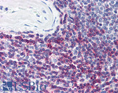 Anti-CD7 Antibody (clone MEM-186) IHC-plus LS-B1848