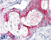 Anti-CD55 Antibody (clone MEM-118) IHC-plus LS-B1851