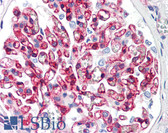 Anti-B2M / Beta 2 Microglobulin Antibody (clone B2M-01) IHC-plus LS-B1854