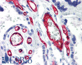 Anti-CD34 Antibody (clone 4H11[APG]) IHC-plus LS-B1857