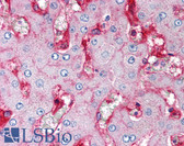 Anti-B2M / Beta 2 Microglobulin Antibody (clone B2M-02) IHC-plus LS-B1858