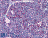 Anti-CD99 Antibody (clone MEM-131) IHC-plus LS-B1860