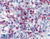 Anti-CD63 Antibody (clone MEM-259) IHC-plus LS-B1863